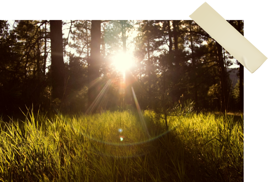 Zielony las pełen przygód na półkoloniach letnich